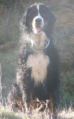Bernese Sendy